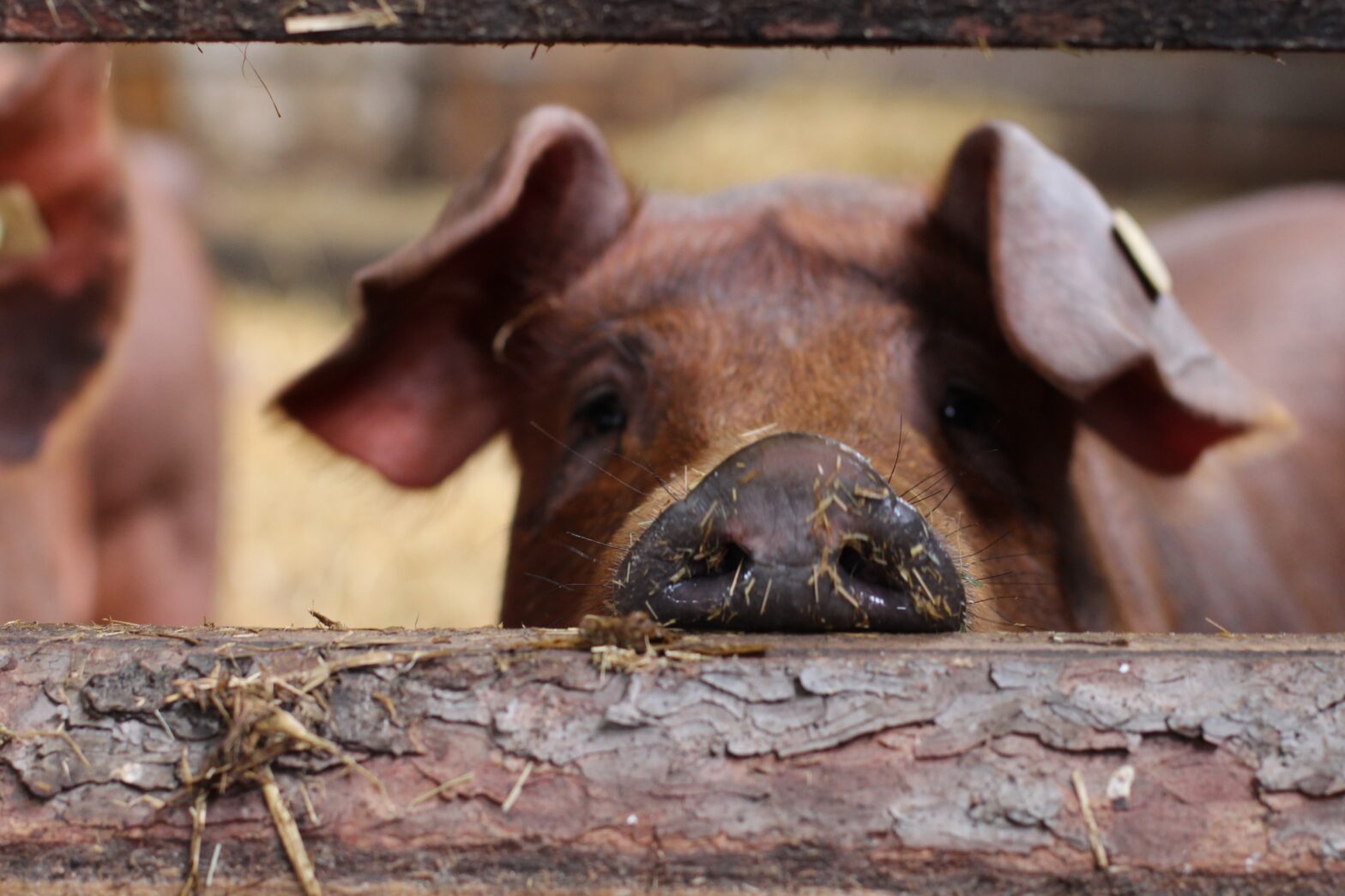 Uns geht es saugut – Unsere Schweine vom Bauernhof